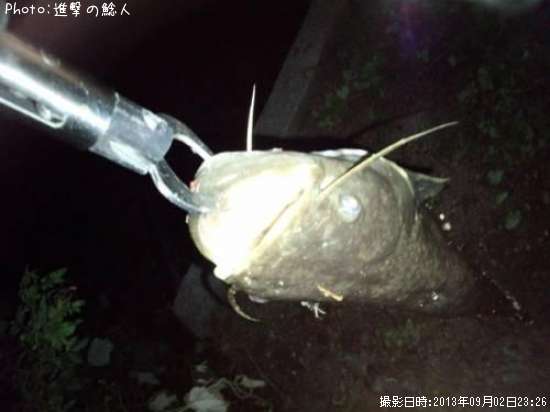 �ʥޥ�