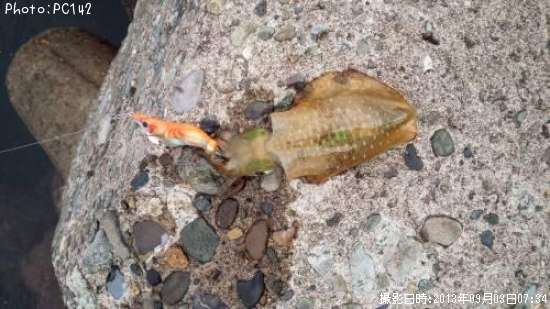 �����ꥤ��