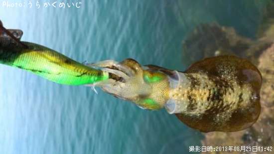 �����ꥤ��