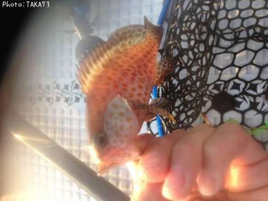 �������ϥ�