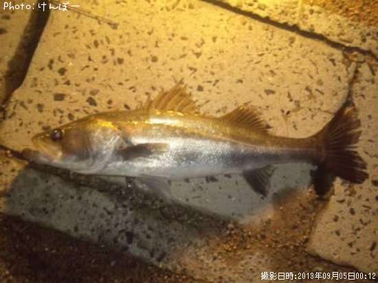 �����Х�