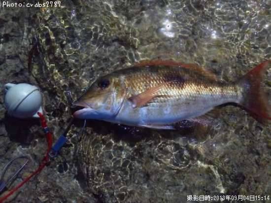 �����ʥ�