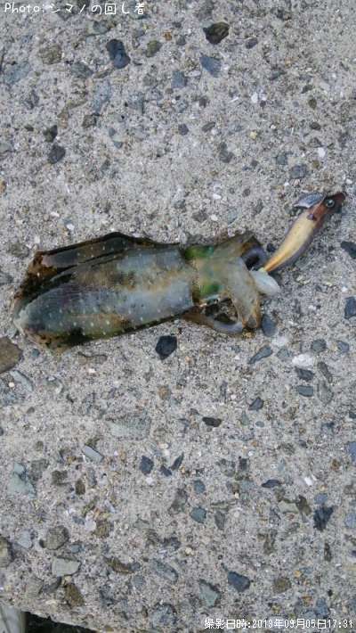 �����ꥤ��