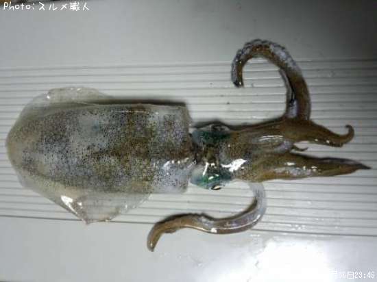 �����ꥤ��