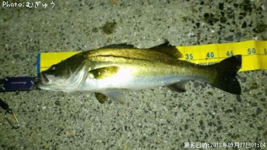 �����Х�