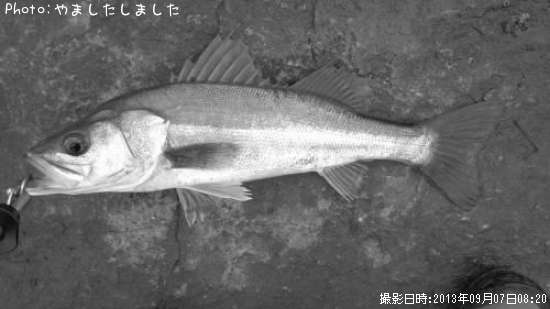 �����Х�