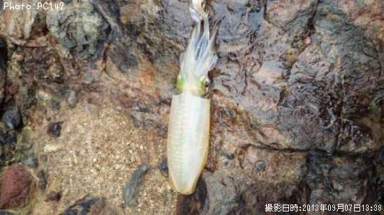 �����ꥤ��