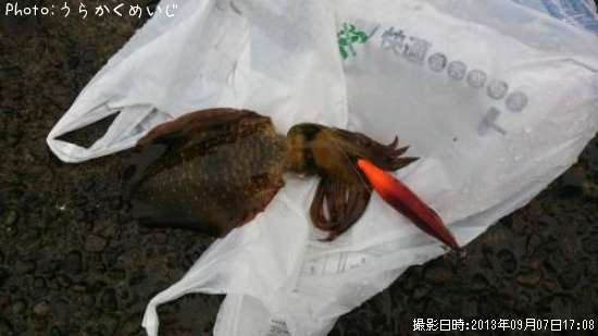 �����ꥤ��