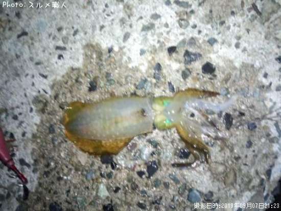 �����ꥤ��