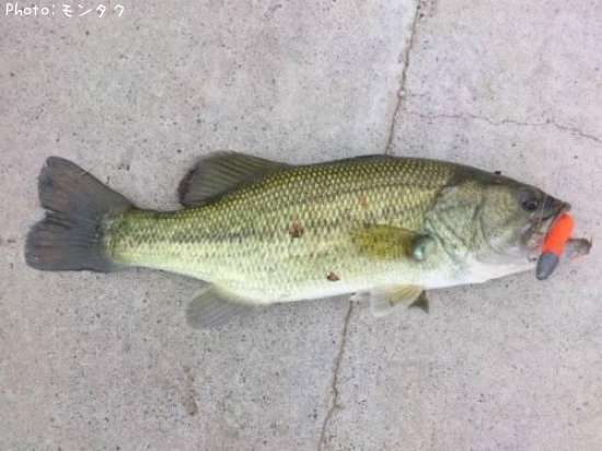 �֥�å��Х�