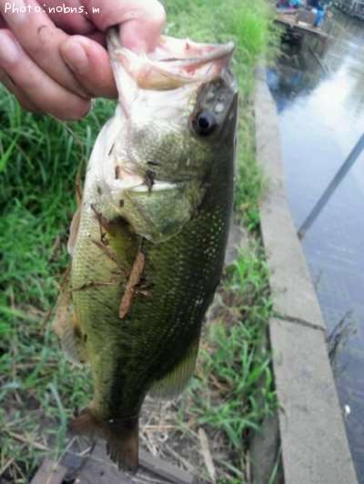 �֥�å��Х�