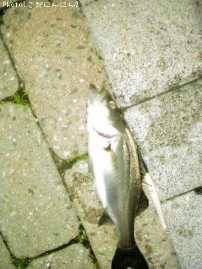 �����Х�