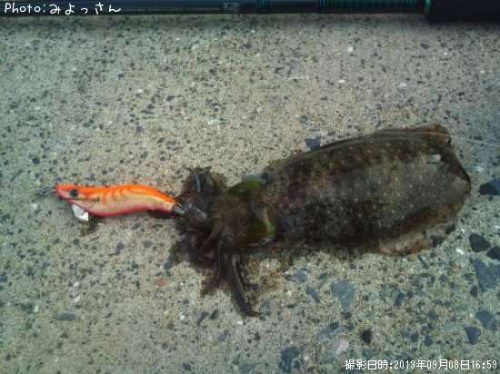 �����ꥤ��