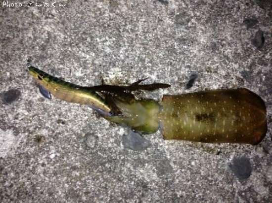 �����ꥤ��