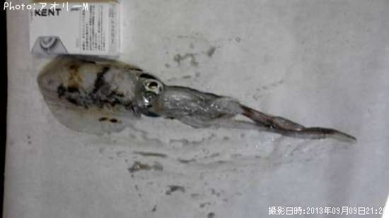 �����ꥤ��