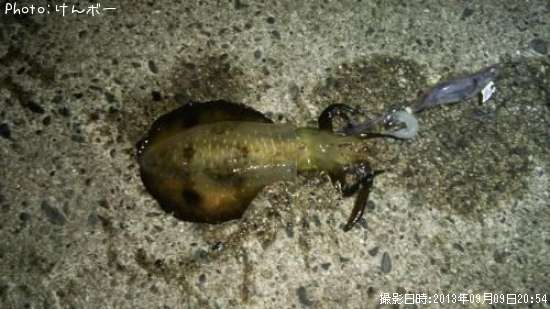 �����ꥤ��