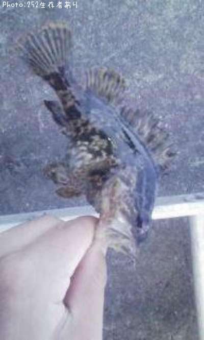 �����Υ���Х�