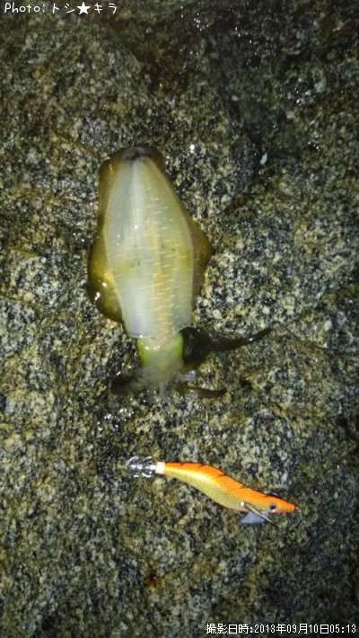 �����ꥤ��