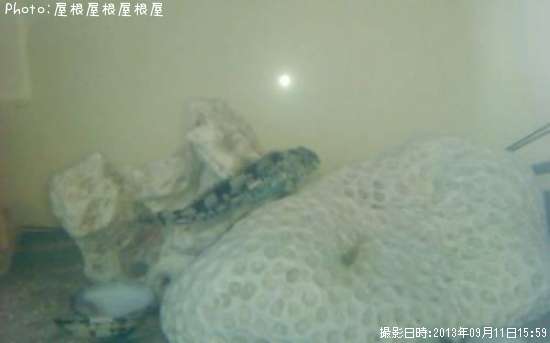 �����ϥ�