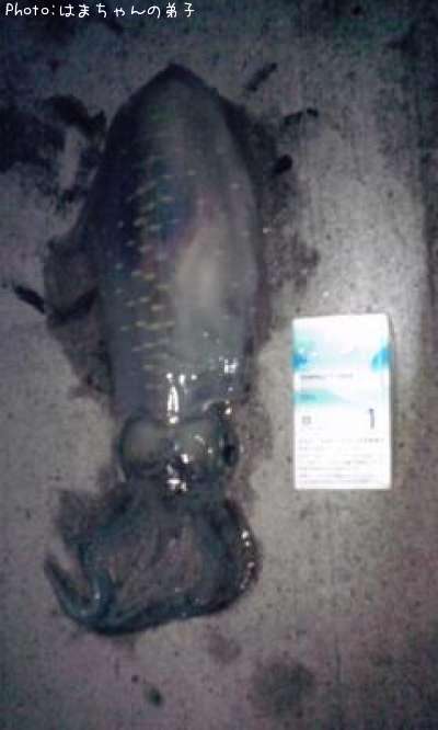 �����ꥤ��