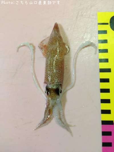 ���󥵥�����