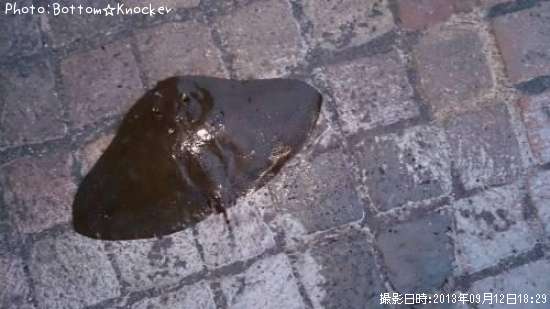 �ĥХ�������