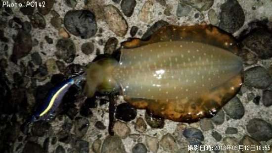 �����ꥤ��