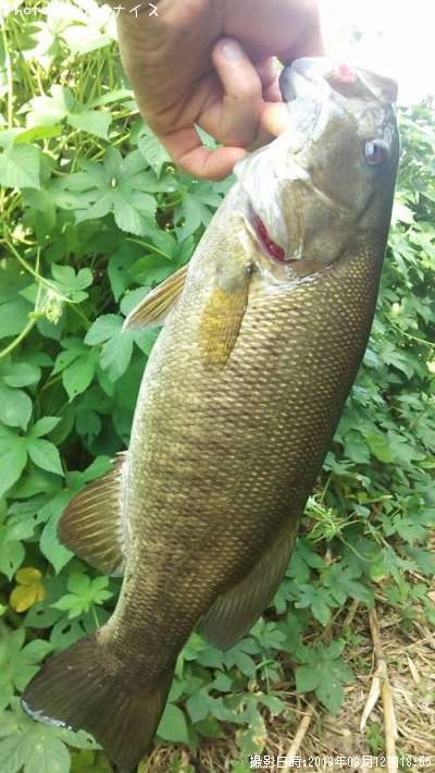 ���⡼��ޥ����Х�