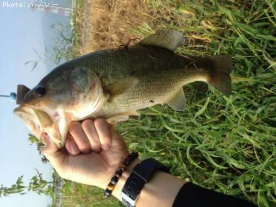 �֥�å��Х�