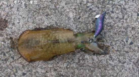 �����ꥤ��