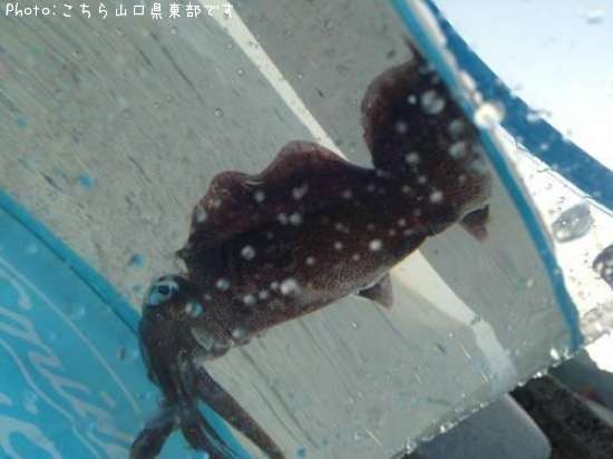 �����ꥤ��