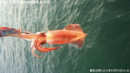 ���󥵥�����