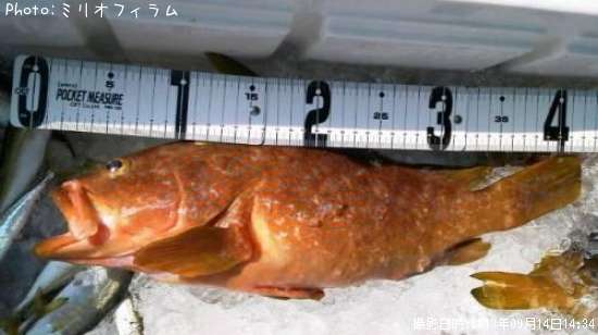 �����ϥ�