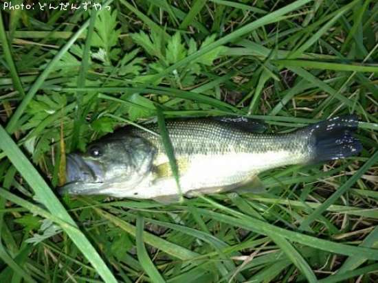 �֥�å��Х�