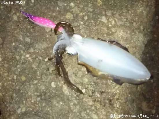 �����ꥤ��