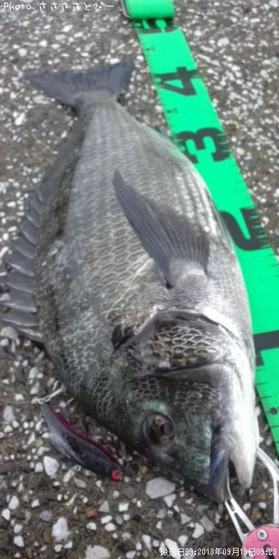 ���������������Х�