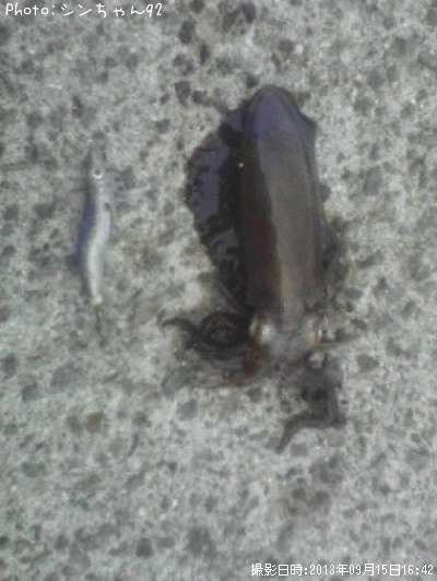 �����ꥤ��