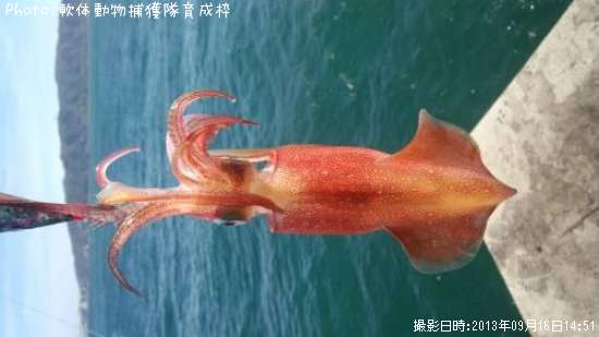 ���󥵥�����