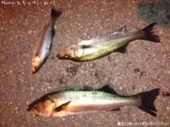 �����Х�