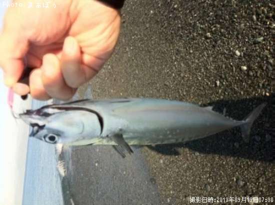 �ޥ륽����