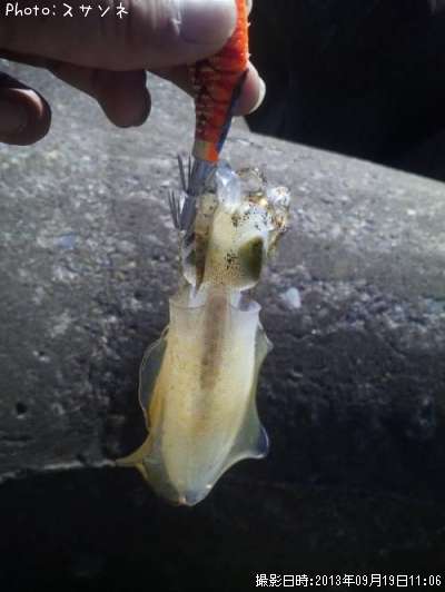 �����ꥤ��