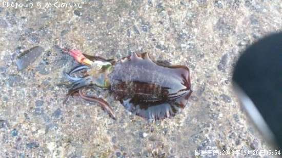 �����ꥤ��