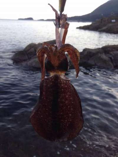 �����ꥤ��