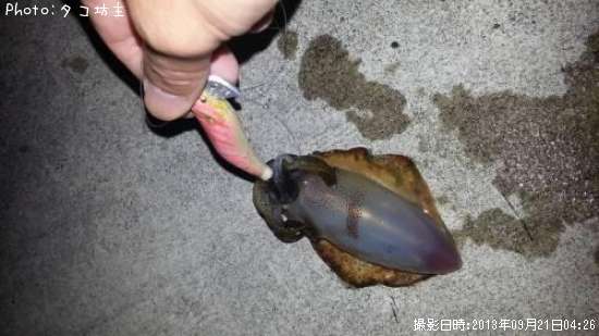 �����ꥤ��