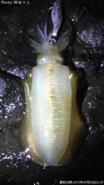 �����ꥤ��