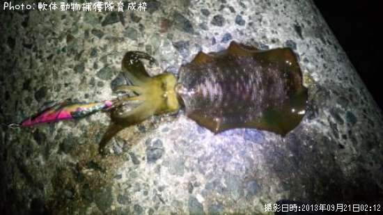 �����ꥤ��