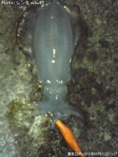 �����ꥤ��