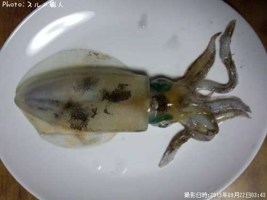 �����ꥤ��