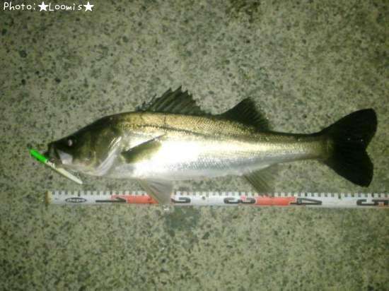 �����Х�