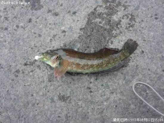 �����������ʥ�